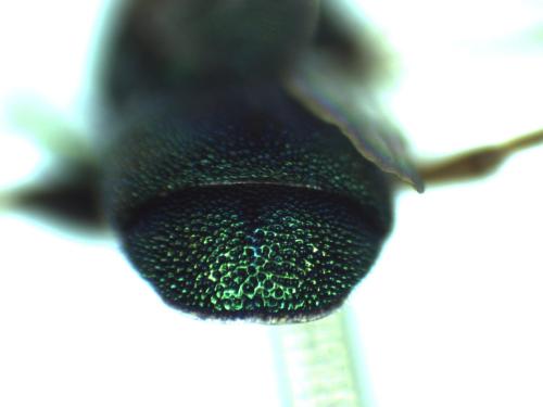 Colpopyga flavipes